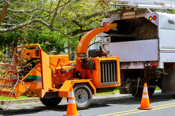 Best Tree Care Services  in Southworth, WA